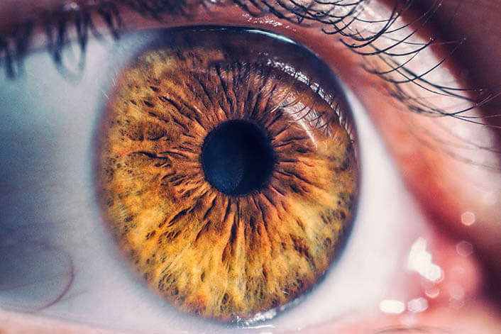 Closeup of a Retina